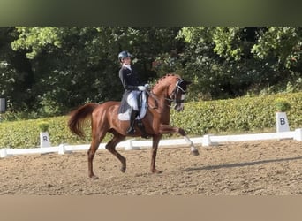 Oldenburg, Gelding, 11 years, 16,3 hh, Chestnut-Red