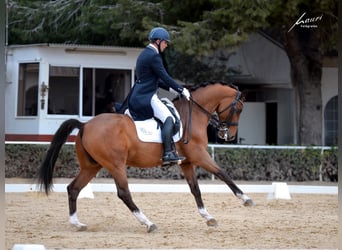 Oldenburg, Gelding, 11 years, 16 hh, Bay