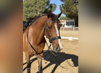 Oldenburg, Gelding, 11 years, 16 hh, Bay