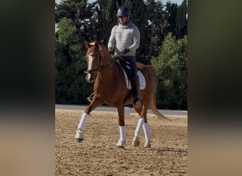 Oldenburg, Gelding, 11 years, 16,1 hh, Chestnut