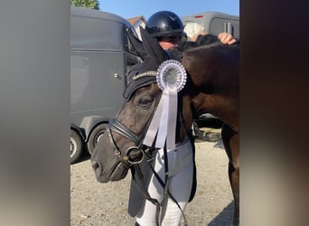 Oldenburg, Gelding, 11 years, 16,2 hh, Black