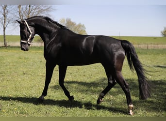 Oldenburg, Gelding, 11 years, 16,2 hh, Black