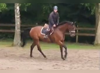 Oldenburg, Gelding, 11 years, 16,2 hh, Brown