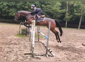Oldenburg, Gelding, 11 years, 16,2 hh, Brown