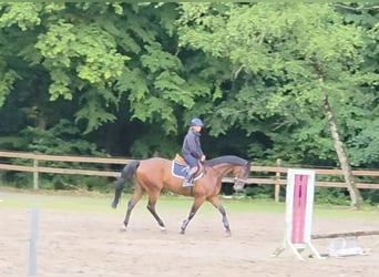 Oldenburg, Gelding, 11 years, 16,2 hh, Brown