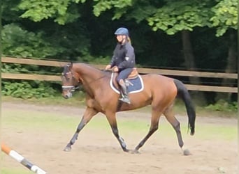Oldenburg, Gelding, 11 years, 16,2 hh, Brown