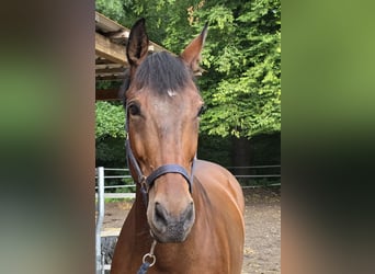 Oldenburg, Gelding, 11 years, 16,2 hh, Brown
