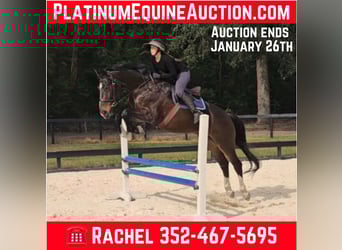 Oldenburg, Gelding, 11 years, 16,3 hh, Bay