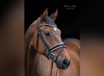 Oldenburg, Gelding, 11 years, 16,3 hh, Brown