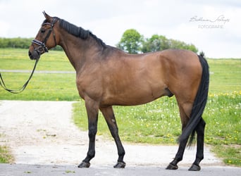 Oldenburg, Gelding, 11 years, 16,3 hh, Brown
