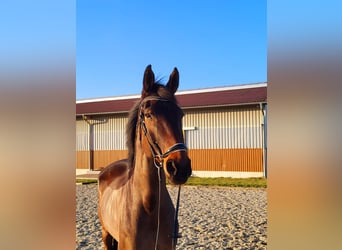 Oldenburg, Gelding, 11 years, 17.1 hh, Bay-Dark