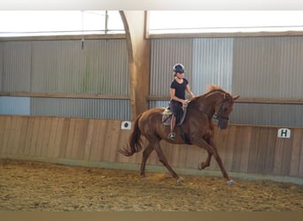 Oldenburg, Gelding, 11 years, 17.1 hh, Chestnut