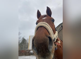 Oldenburg, Gelding, 11 years, 17,1 hh, Chestnut-Red