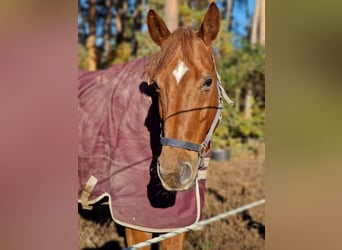 Oldenburg, Gelding, 11 years, 17,1 hh, Chestnut-Red