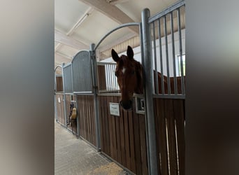 Oldenburg, Gelding, 11 years, 17,1 hh, Chestnut-Red