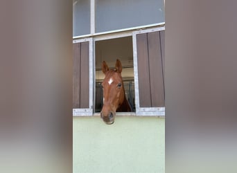 Oldenburg, Gelding, 11 years, 17,1 hh, Chestnut-Red