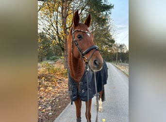 Oldenburg, Gelding, 11 years, 17,1 hh, Chestnut-Red