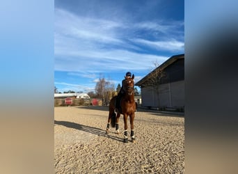 Oldenburg, Gelding, 11 years, 17,1 hh, Chestnut-Red