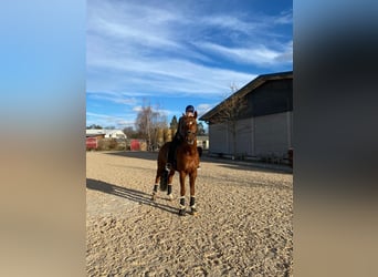 Oldenburg, Gelding, 11 years, 17,1 hh, Chestnut-Red