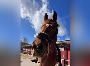 Oldenburg, Gelding, 11 years, 17,1 hh, Chestnut-Red