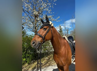 Oldenburg, Gelding, 11 years, 17,1 hh, Chestnut-Red