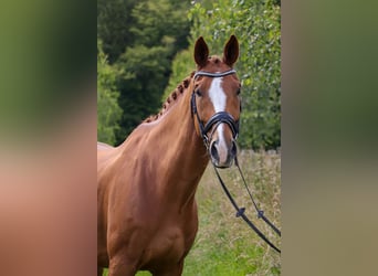 Oldenburg, Gelding, 11 years, 17.1 hh, Chestnut-Red