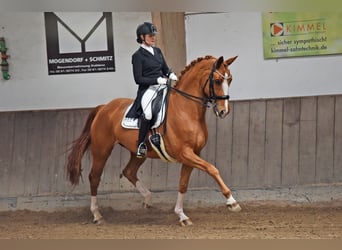 Oldenburg, Gelding, 11 years, 17.1 hh, Chestnut-Red