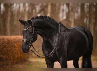 Oldenburg, Gelding, 11 years, 17 hh, Black