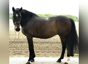 Oldenburg, Gelding, 11 years, 17 hh, Brown