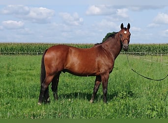 Oldenburg, Gelding, 11 years, 17 hh, Brown