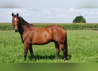 Oldenburg, Gelding, 11 years, 17 hh, Brown