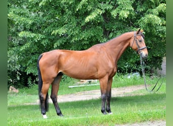Oldenburg, Gelding, 11 years, 17 hh, Brown