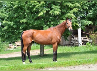 Oldenburg, Gelding, 11 years, 17 hh, Brown