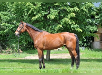 Oldenburg, Gelding, 11 years, 17 hh, Brown