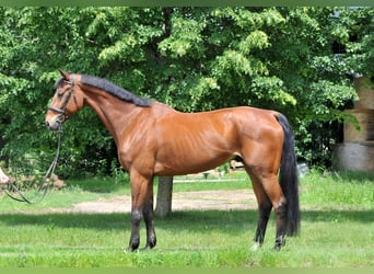 Oldenburg, Gelding, 11 years, 17 hh, Brown
