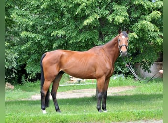 Oldenburg, Gelding, 11 years, 17 hh, Brown