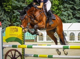 Oldenburg, Gelding, 11 years, 17 hh, Brown