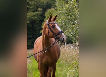 Oldenburg, Gelding, 11 years, 17 hh, Chestnut-Red