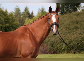 Oldenburg, Gelding, 11 years, 17 hh, Chestnut-Red