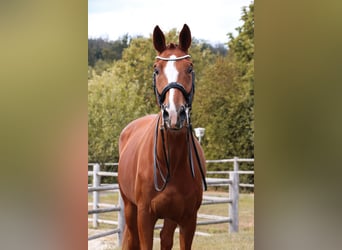 Oldenburg, Gelding, 11 years, 17 hh, Chestnut-Red