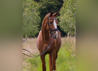 Oldenburg, Gelding, 11 years, 17 hh, Chestnut-Red