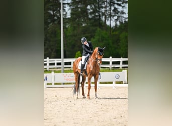 Oldenburg, Gelding, 11 years, 17 hh, Chestnut-Red