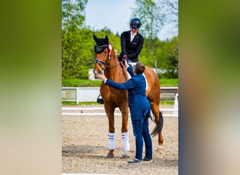 Oldenburg, Gelding, 11 years, 17 hh, Chestnut-Red