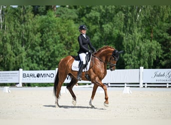 Oldenburg, Gelding, 11 years, 17 hh, Chestnut-Red