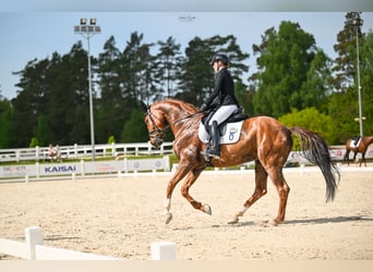 Oldenburg, Gelding, 11 years, 17 hh, Chestnut-Red