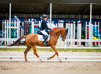 Oldenburg, Gelding, 11 years, 17 hh, Chestnut-Red