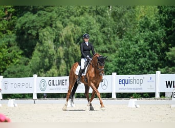 Oldenburg, Gelding, 11 years, 17 hh, Chestnut-Red