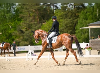 Oldenburg, Gelding, 11 years, 17 hh, Chestnut-Red