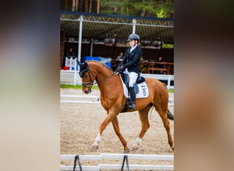 Oldenburg, Gelding, 11 years, 17 hh, Chestnut-Red