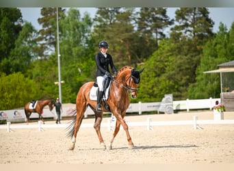 Oldenburg, Gelding, 11 years, 17 hh, Chestnut-Red